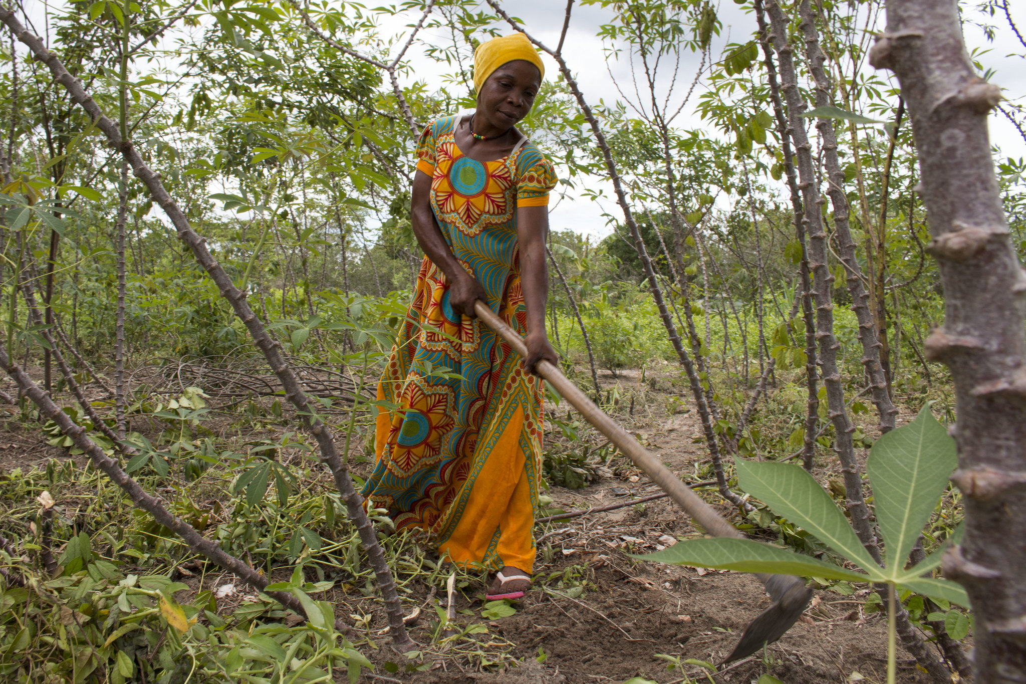 Woman works in her cassava field in Mkuranga district, Tanzania. "Woman works in her cassava field in Mkuranga district, Tanzania. Photo: Holly Holmes/RTB" by rtb_cgiar is licensed under CC BY 2.0.